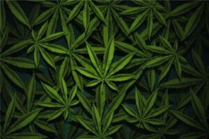 What’s the difference between Indica and Sativa: Decoded